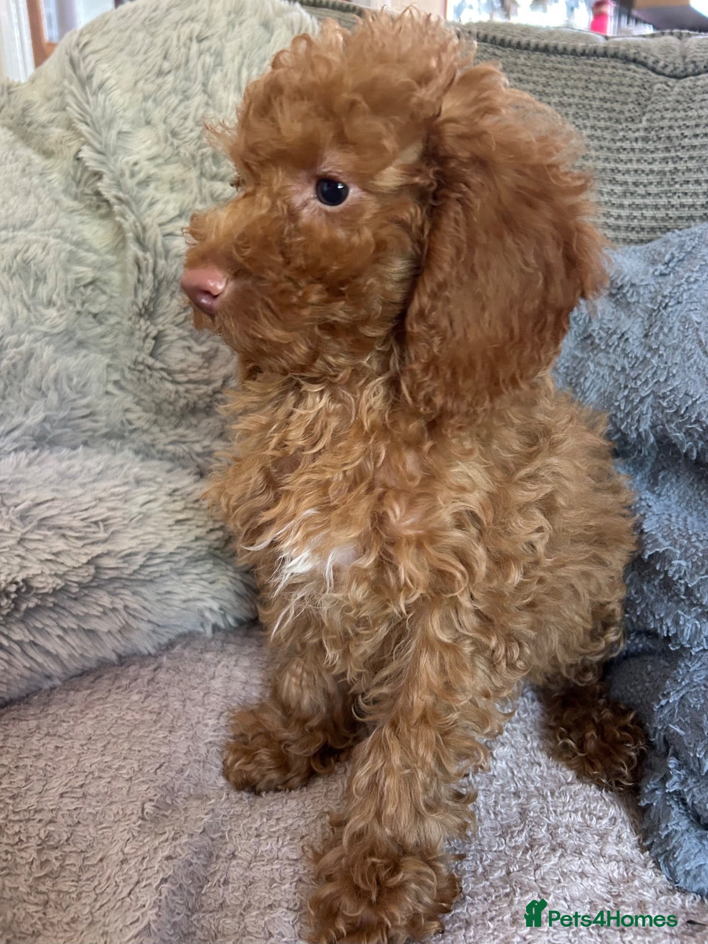 Cockapoo dogs cockapoo puppies forsale  - Advert 2