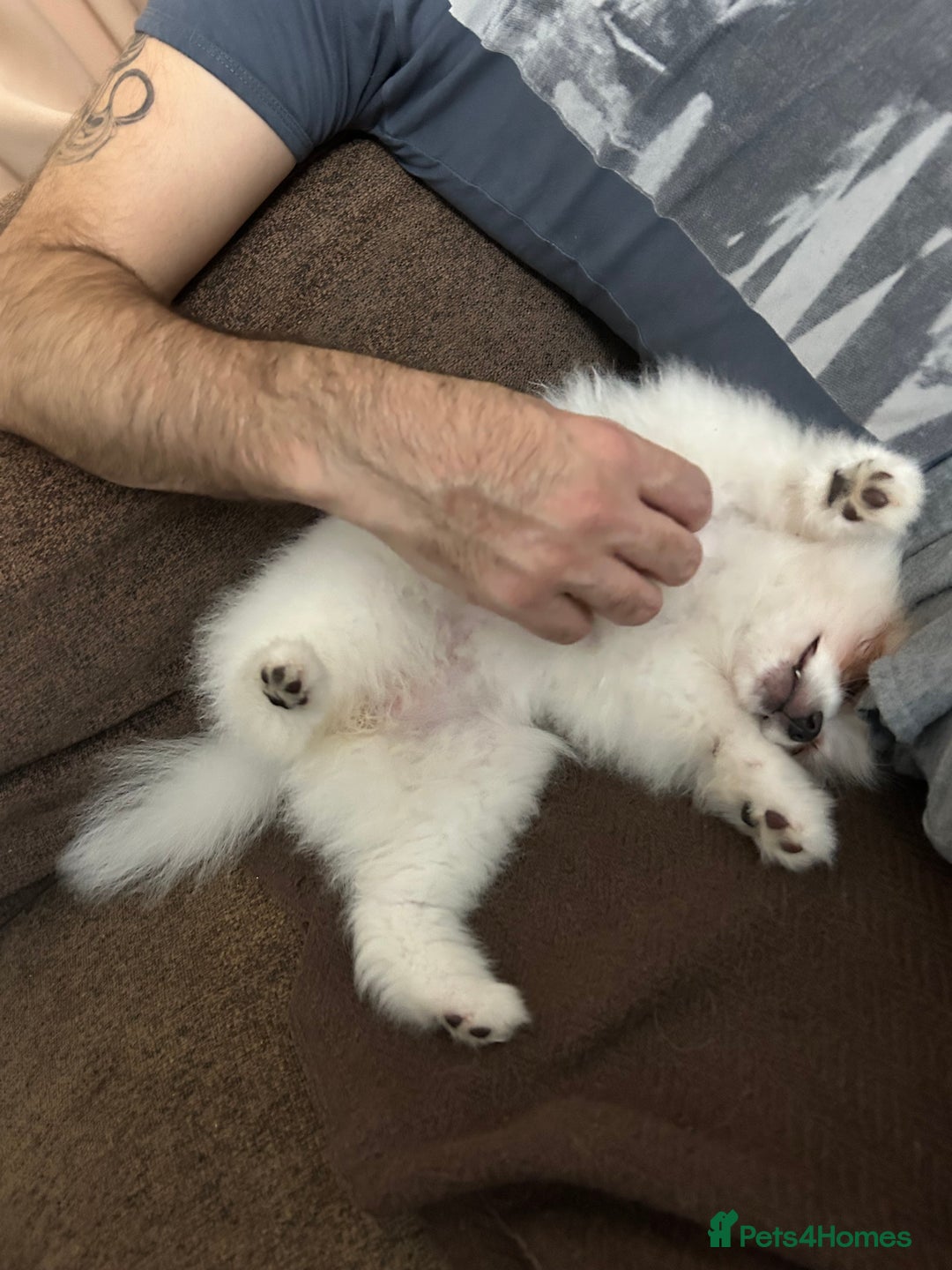 Pomeranian dogs for sale: Cute Pomeranian Ready To Be Rehoused  - Advert 5