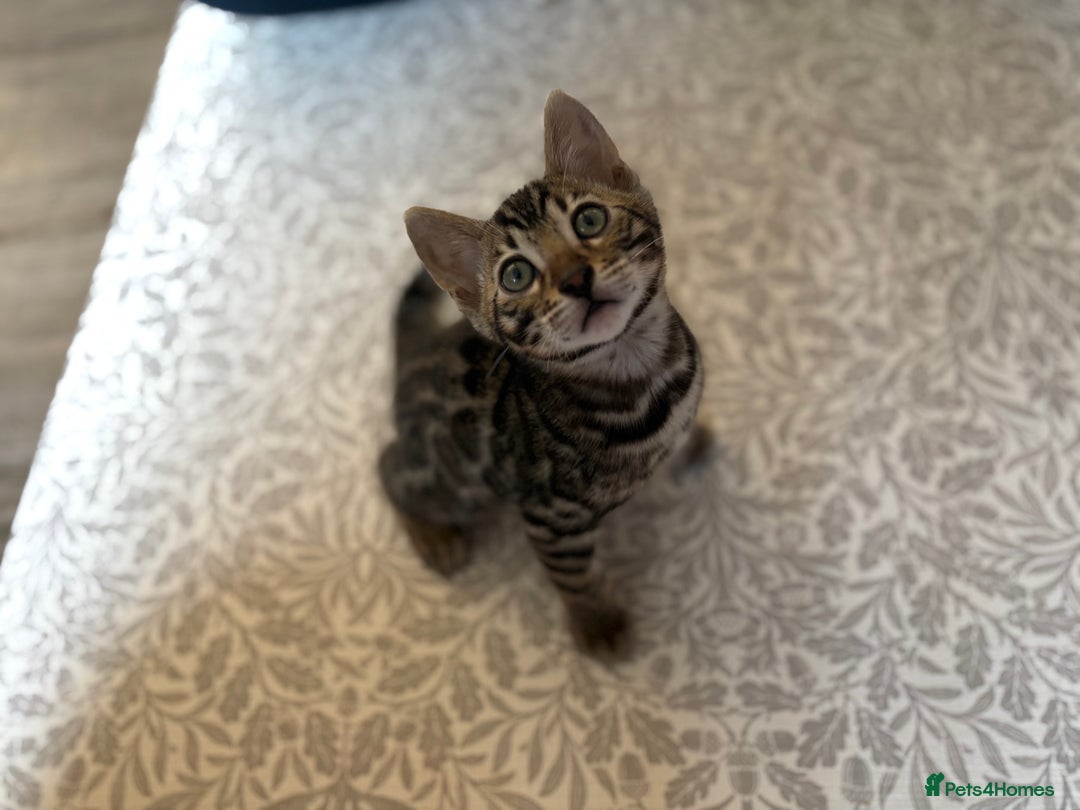 Bengal cats for sale: Pedigree TICA Bengal Brown Rosetted Male Kitten - Image 10