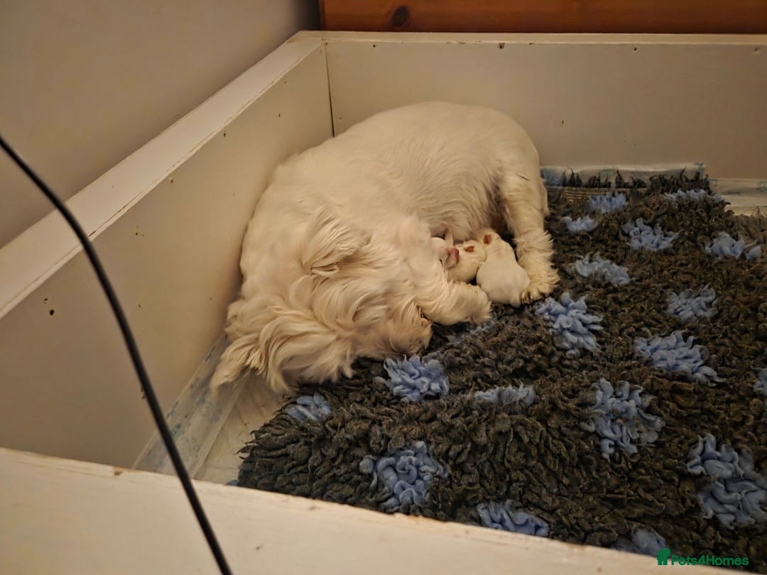 West Highland Terrier dogs for sale: WEST HIGHLAND PUPPIES AVAILABLE TODAY - Advert 4