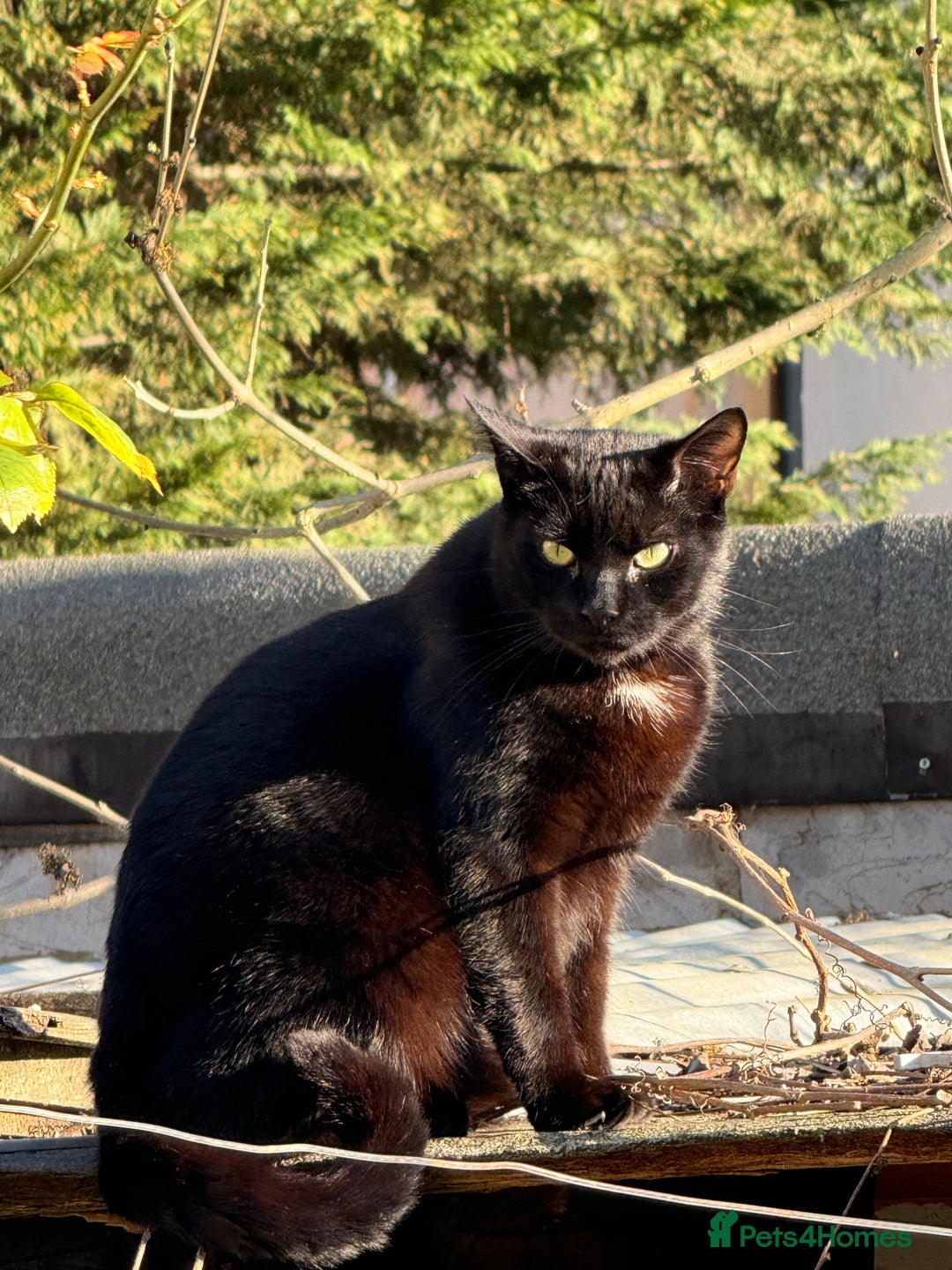 Bombay cats for sale: Paris the Bombay 🖤 - Image 10