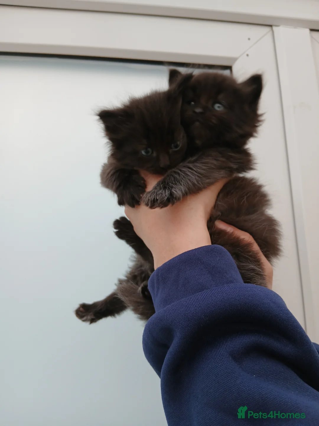 Maine Coon cats for sale: Maine coon xxx  - Advert 5