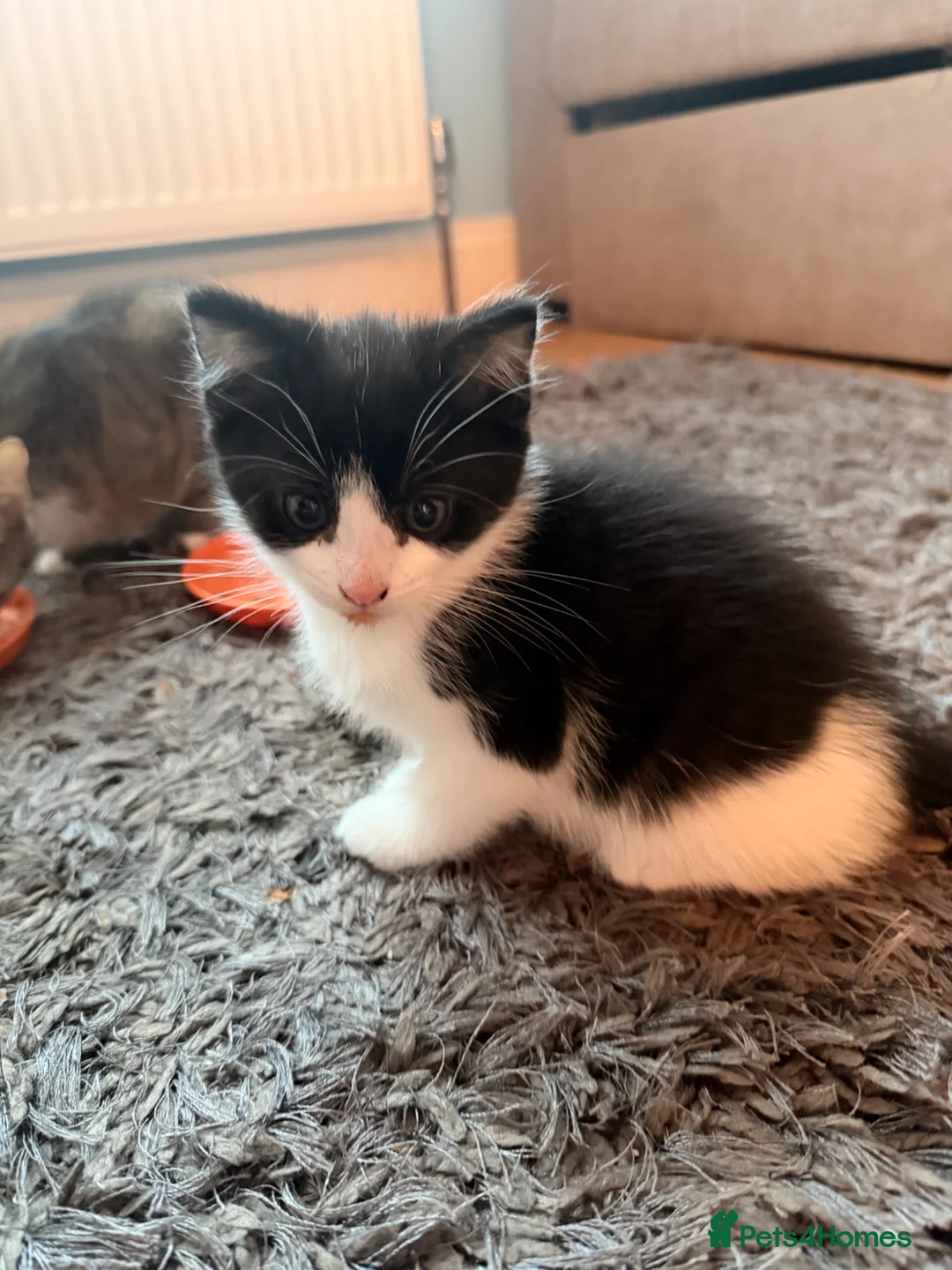 Mixed Breed cats for sale: Adorable kittens looking for forever home in London - Advert 2