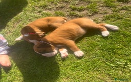 Boxer dogs for sale: Stunning Kc Boxer Puppies - Image 35