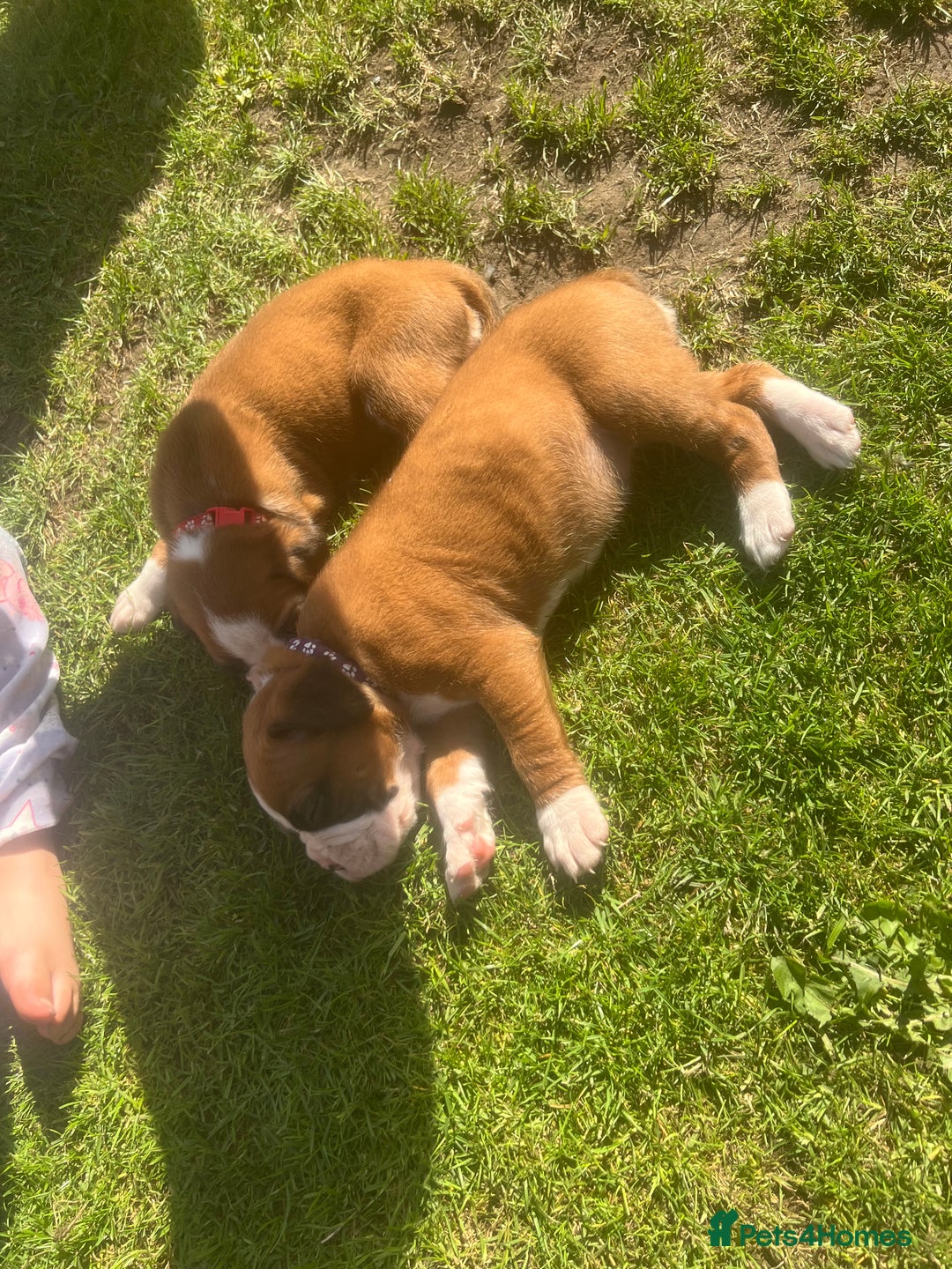 Boxer dogs for sale: Stunning Kc Boxer Puppies - Image 35