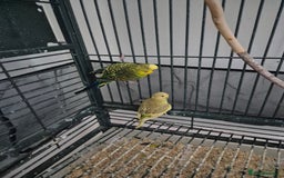 Budgerigars birds for sale: Large parrot cage with 3 budgies  - Advert 4