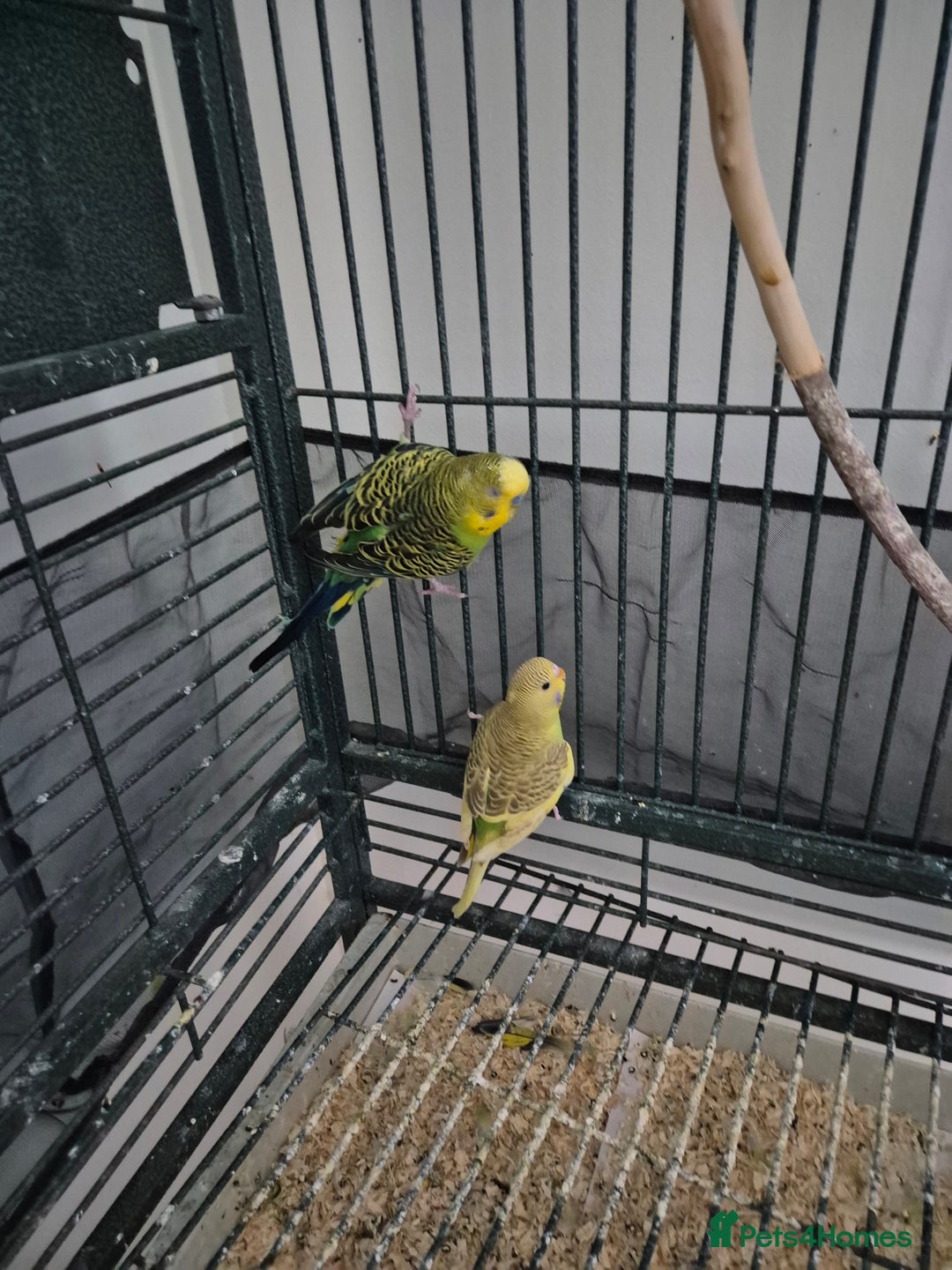 Budgerigars birds for sale: Large parrot cage with 3 budgies  - Advert 4