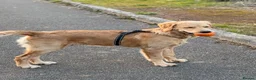 Golden Retriever dogs for sale: Murphy golden retriever  in Cardiff - Advert 2