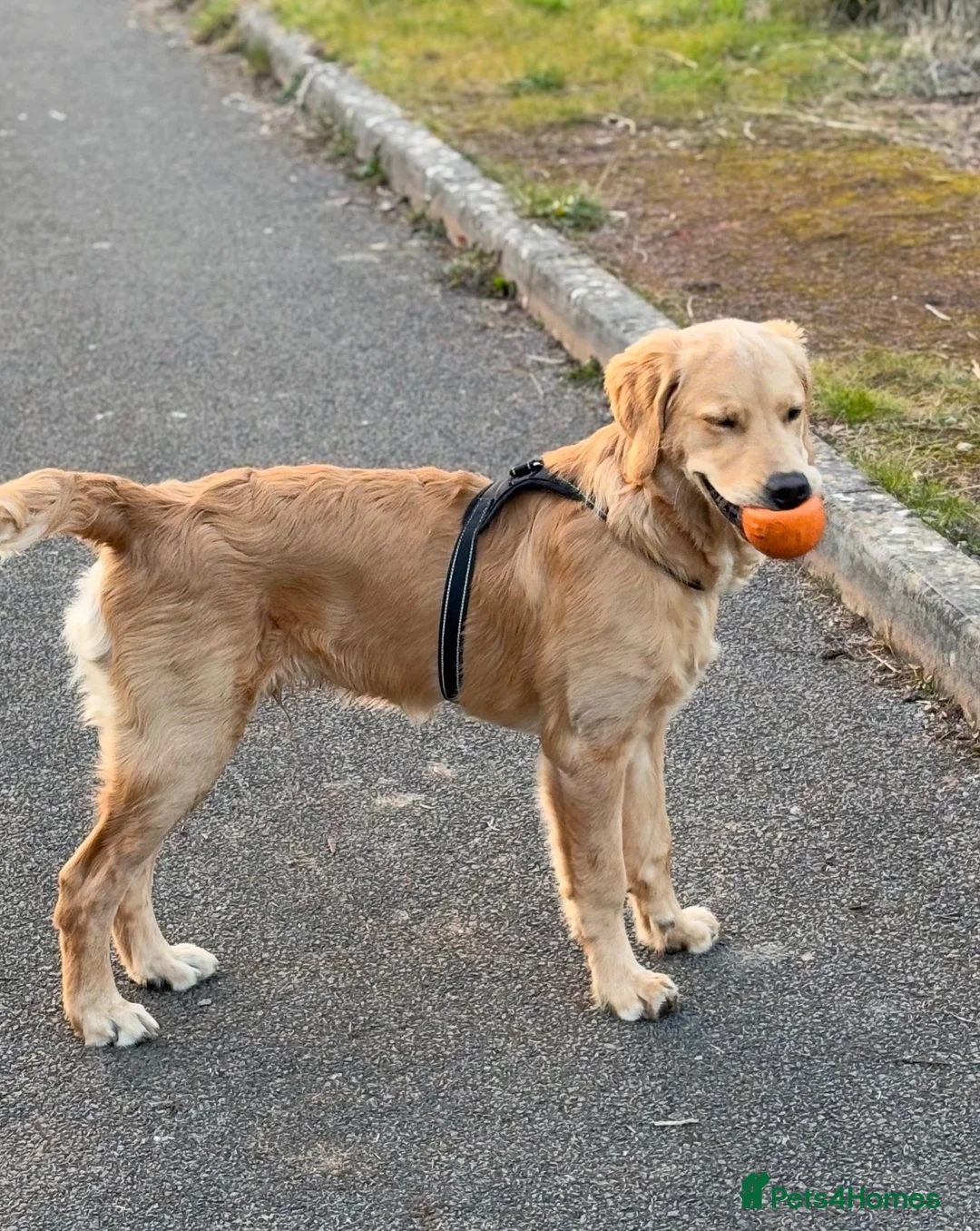 Golden Retriever dogs for sale: Murphy golden retriever  in Cardiff - Advert 2