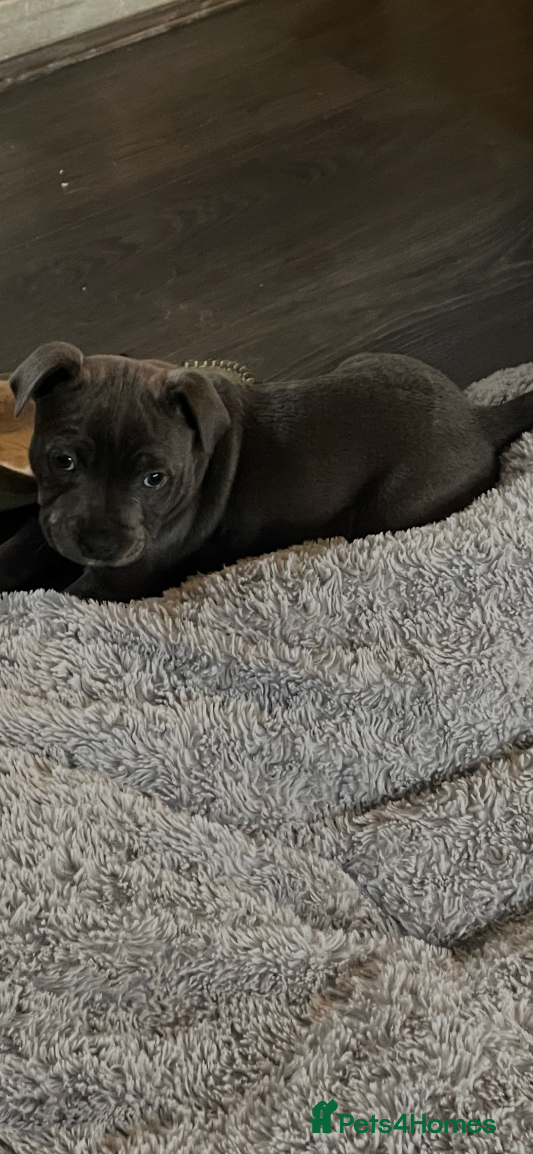 Staffordshire Bull Terrier dogs for sale: One beautiful Staffordshire bull terrier - Advert 6