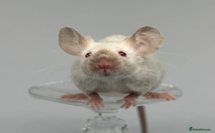 Mouse rodents in Abingdon - Advert 8
