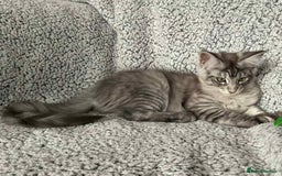 Maine Coon cats for sale: GCCF Black Smoke Maine Coon Kitten.  - Image 16