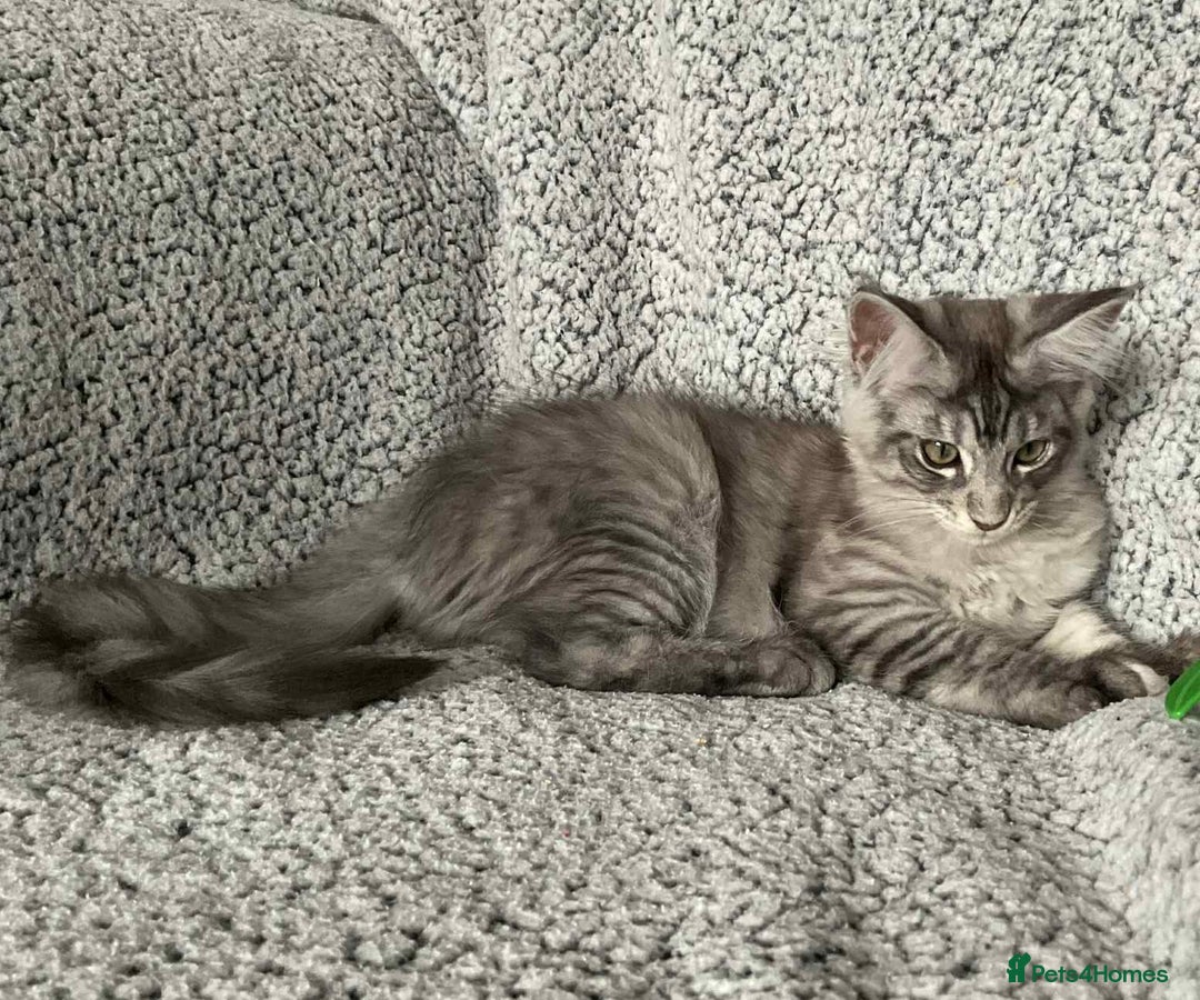 Maine Coon cats for sale: GCCF Black Smoke Maine Coon Kitten.  - Image 16
