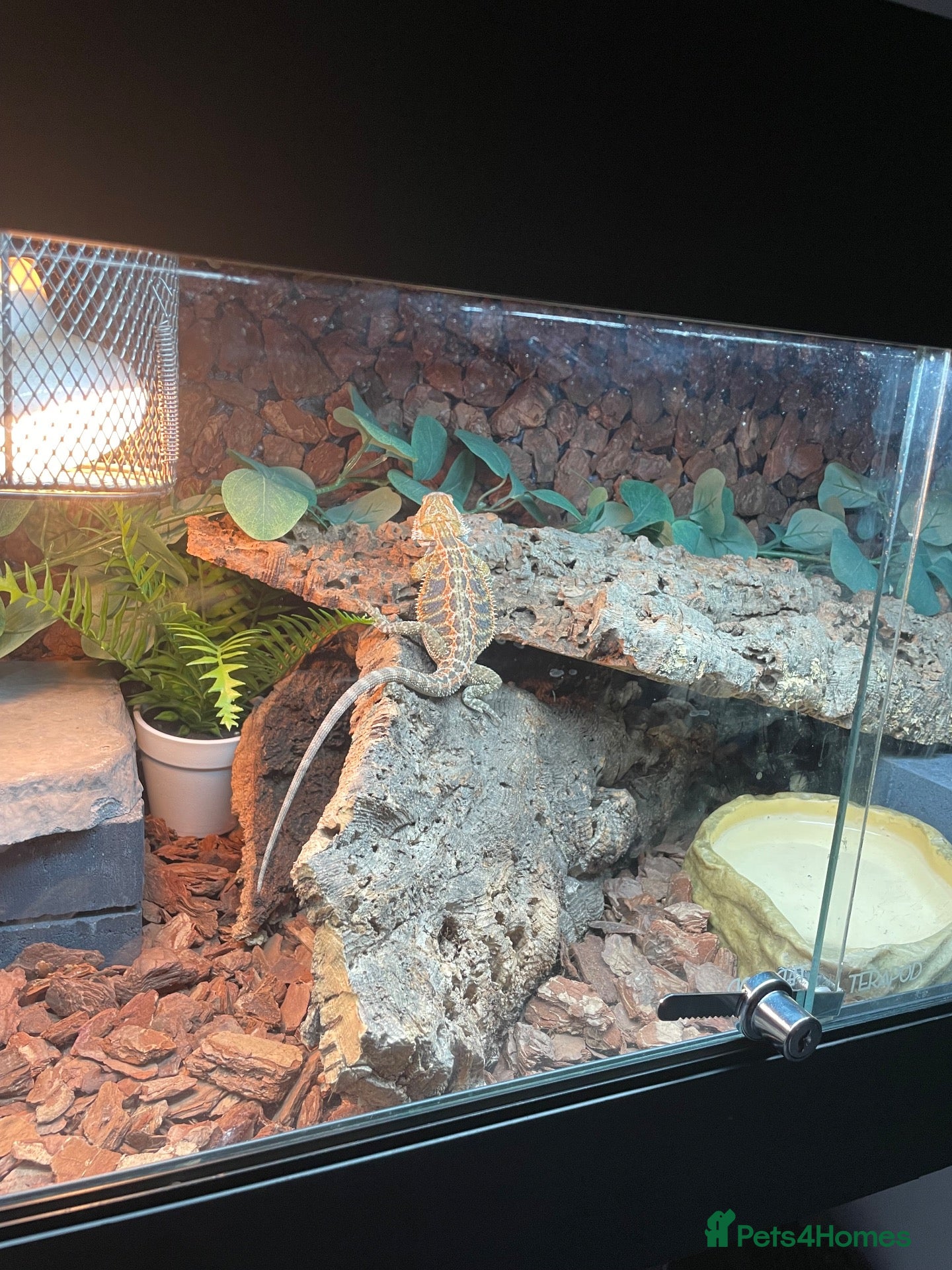 Bearded Dragon reptiles for sale: Bearded dragon complete with full set up - Advert 1