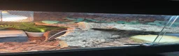 Bearded Dragon reptiles for sale: Bearded dragon complete with full set up in Romford - Advert 1