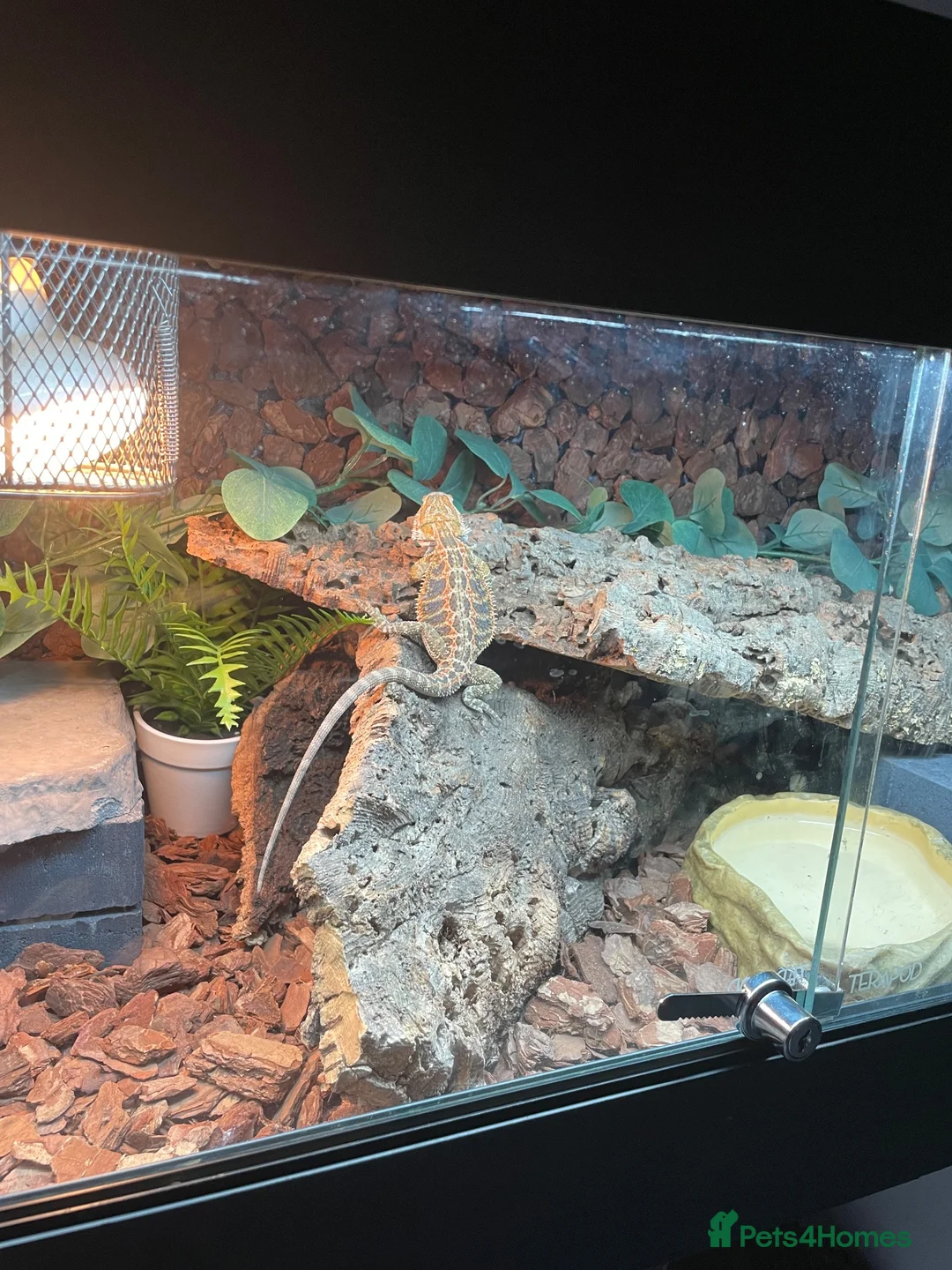 Bearded Dragon reptiles for sale: Bearded dragon complete with full set up in Romford - Advert 1