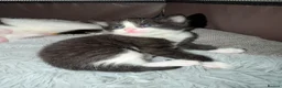 Mixed Breed cats for sale: 3 Adorable Litter Trained Kittens  - Advert 10