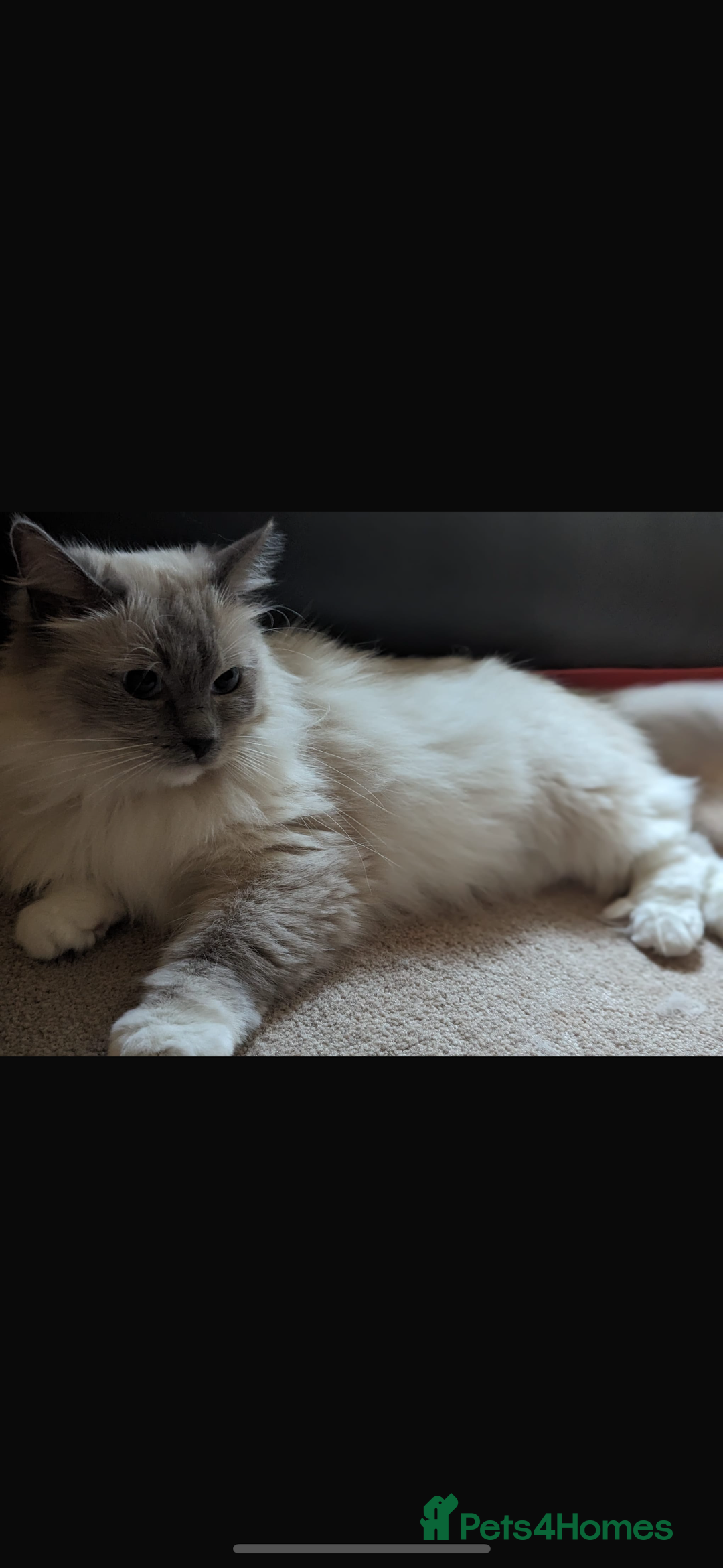 Ragdoll cats for sale: Ragdoll for sale  - Advert 1