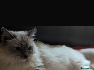 Ragdoll cats Ragdoll for sale - Advert 1