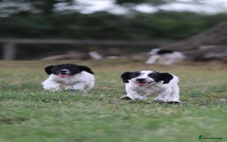 English Springer Spaniel dogs for sale: Ftch KC Springer Spaniels! - Image 1