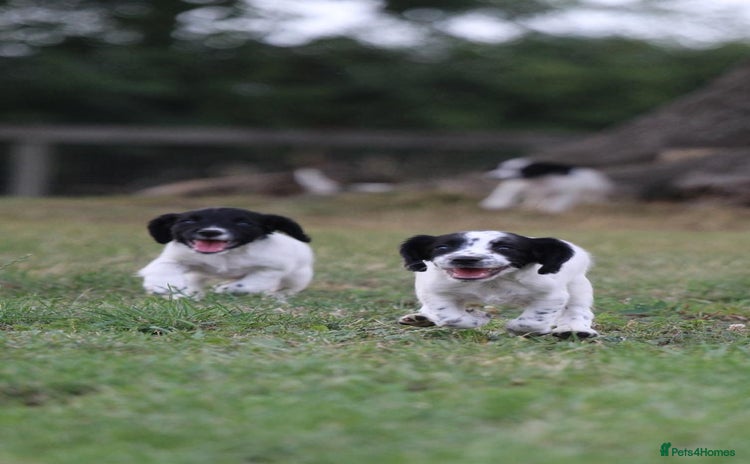 English Springer Spaniel dogs - Advert 2