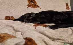 Mixed Breed dogs for sale: 🌟 Collie x Golden Retriever Puppies 🌟 - Image 17