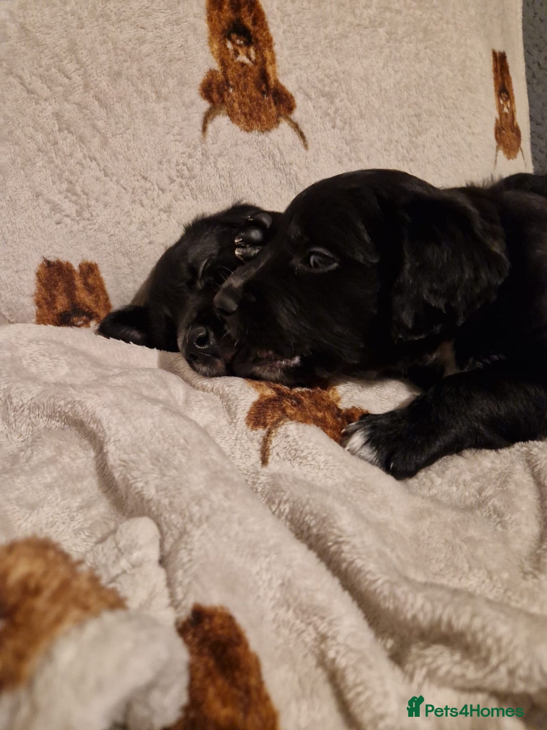 Mixed Breed dogs for sale: 🌟 Collie x Golden Retriever Puppies 🌟 - Image 17