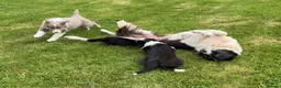 Border Collie dogs for sale: Rare Welsh Border Collie Puppies - Advert 18