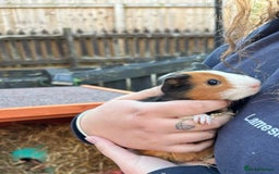 Guinea Pig rodents for sale: Male guinea pigs  - Advert 3