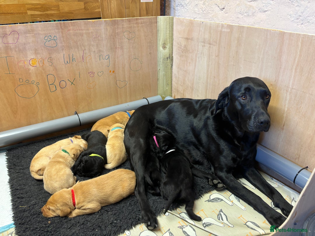 Labrador Retriever dogs for sale: Stunning  KC registered Labrador puppies - Image 1