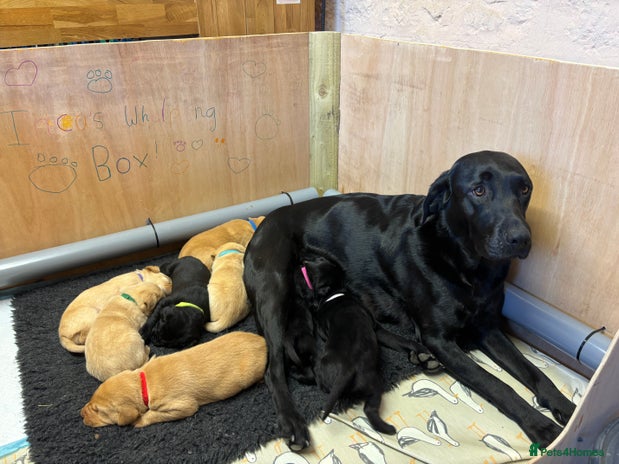 Labrador Retriever dogs - Advert 1