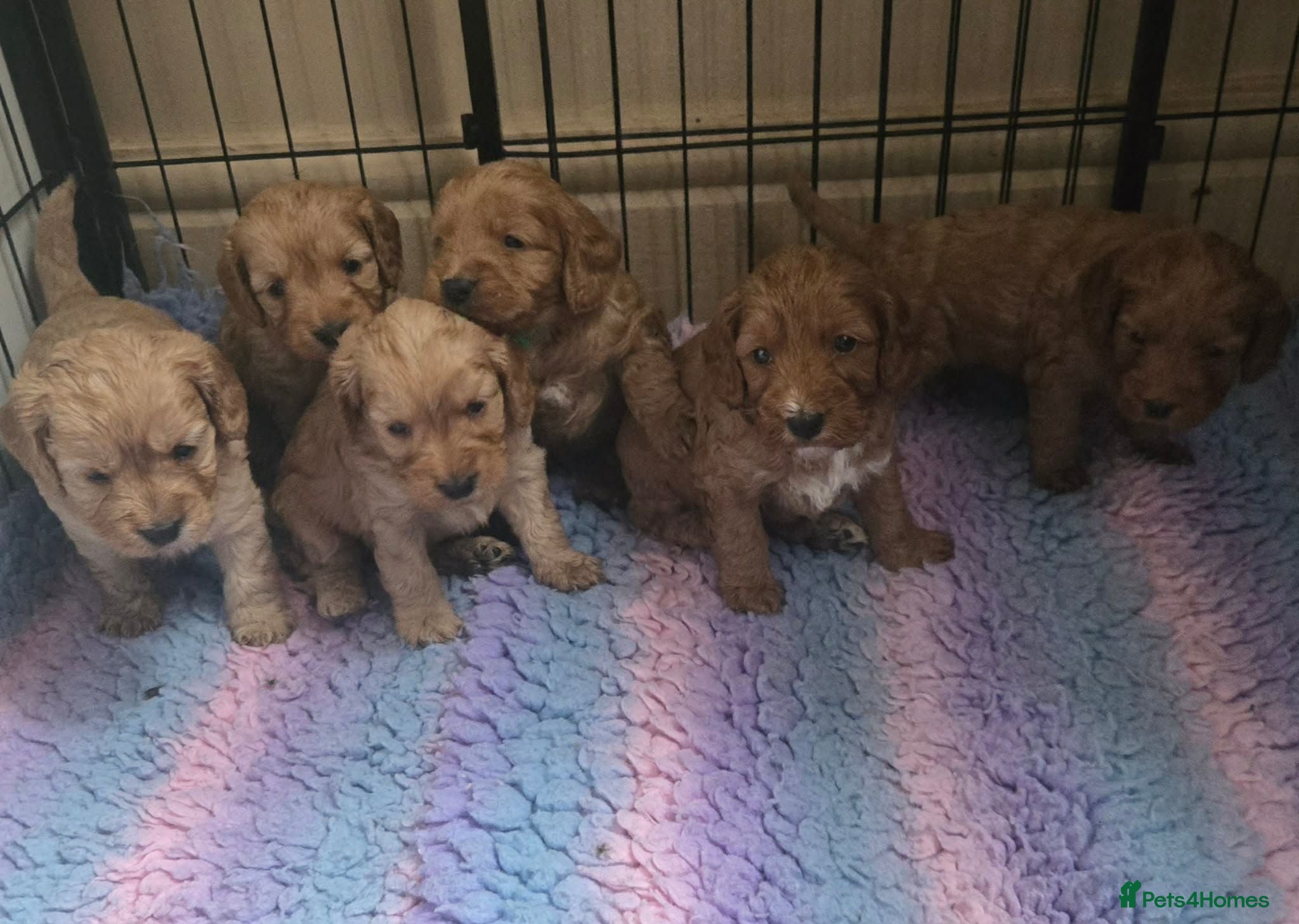 Cockapoo dogs Gorgeous Litter of Cockerpoo Puppies - 6 AVAILABLE - Advert 1
