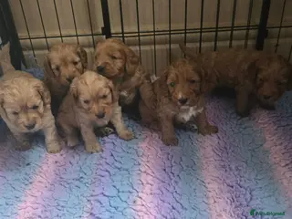 Cockapoo dogs Gorgeous Litter of Cockerpoo Puppies - Advert 1