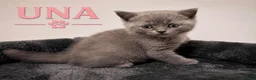 British Shorthair cats for sale: CHAMPION BLOODLINE BI-COLOURS - Advert 5