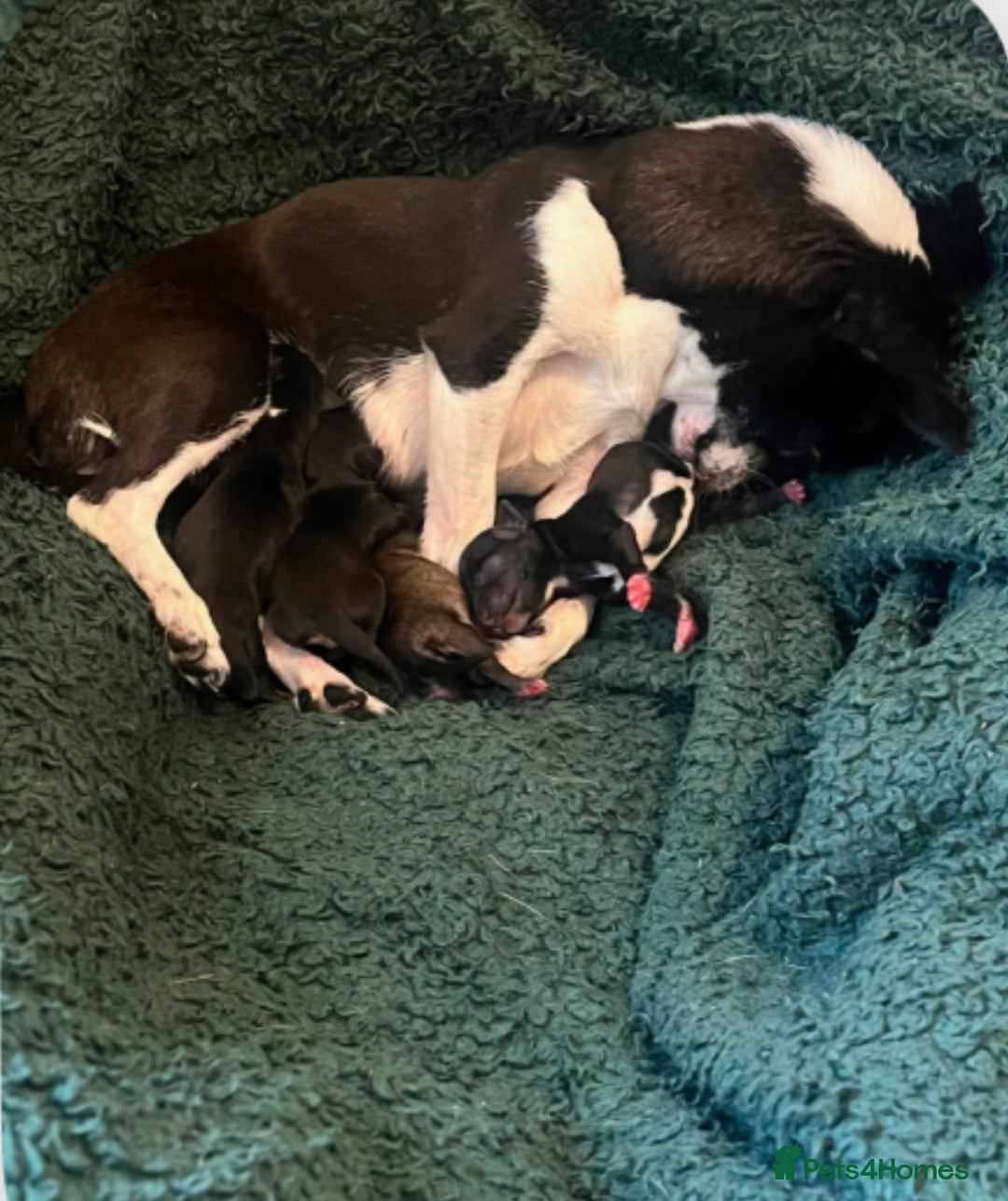 Chihuahua dogs for sale: Cute chihuahuas  - Advert 13