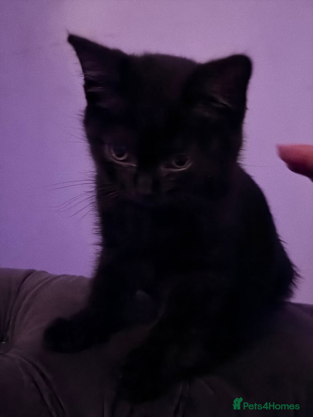 British Shorthair cats for sale: kittens liverpool - Advert 8