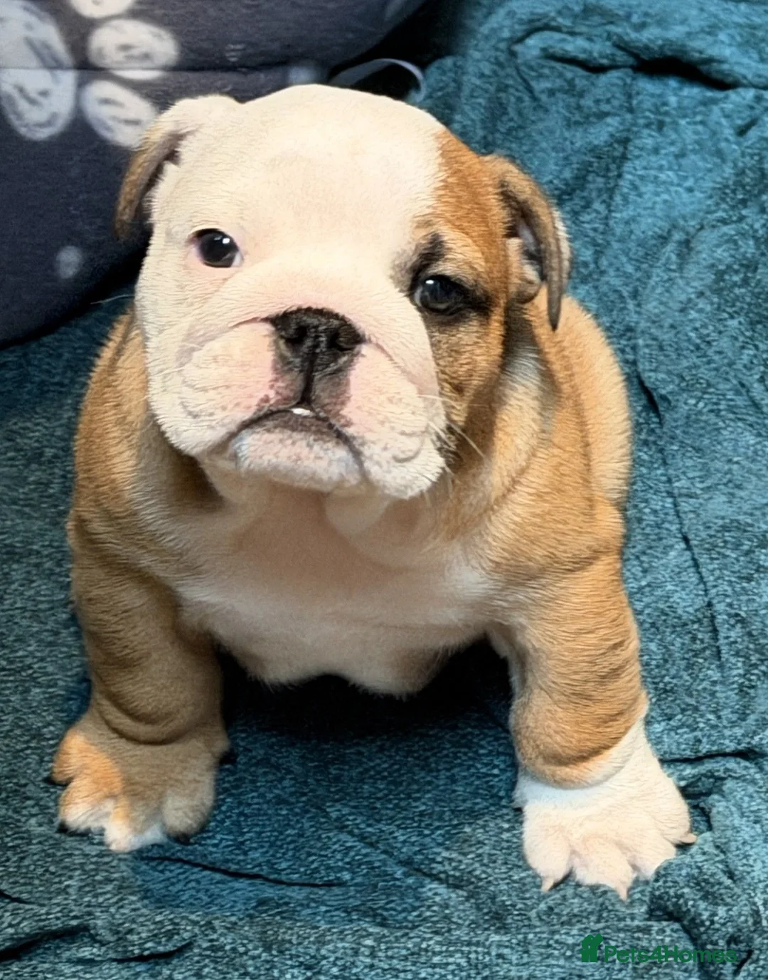 English Bulldog dogs for sale: Champion Line KC Bulldog Puppies Health Tests - Advert 2