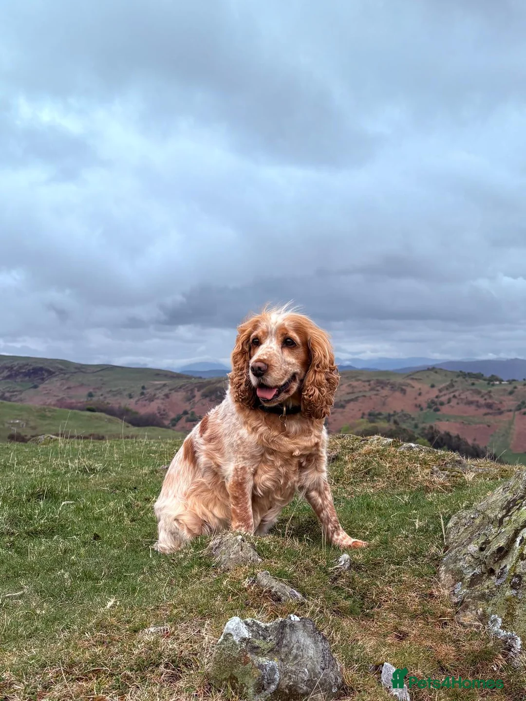 Cockapoo dogs for sale: Beautiful Cockerpoo Puppies - Advert 12