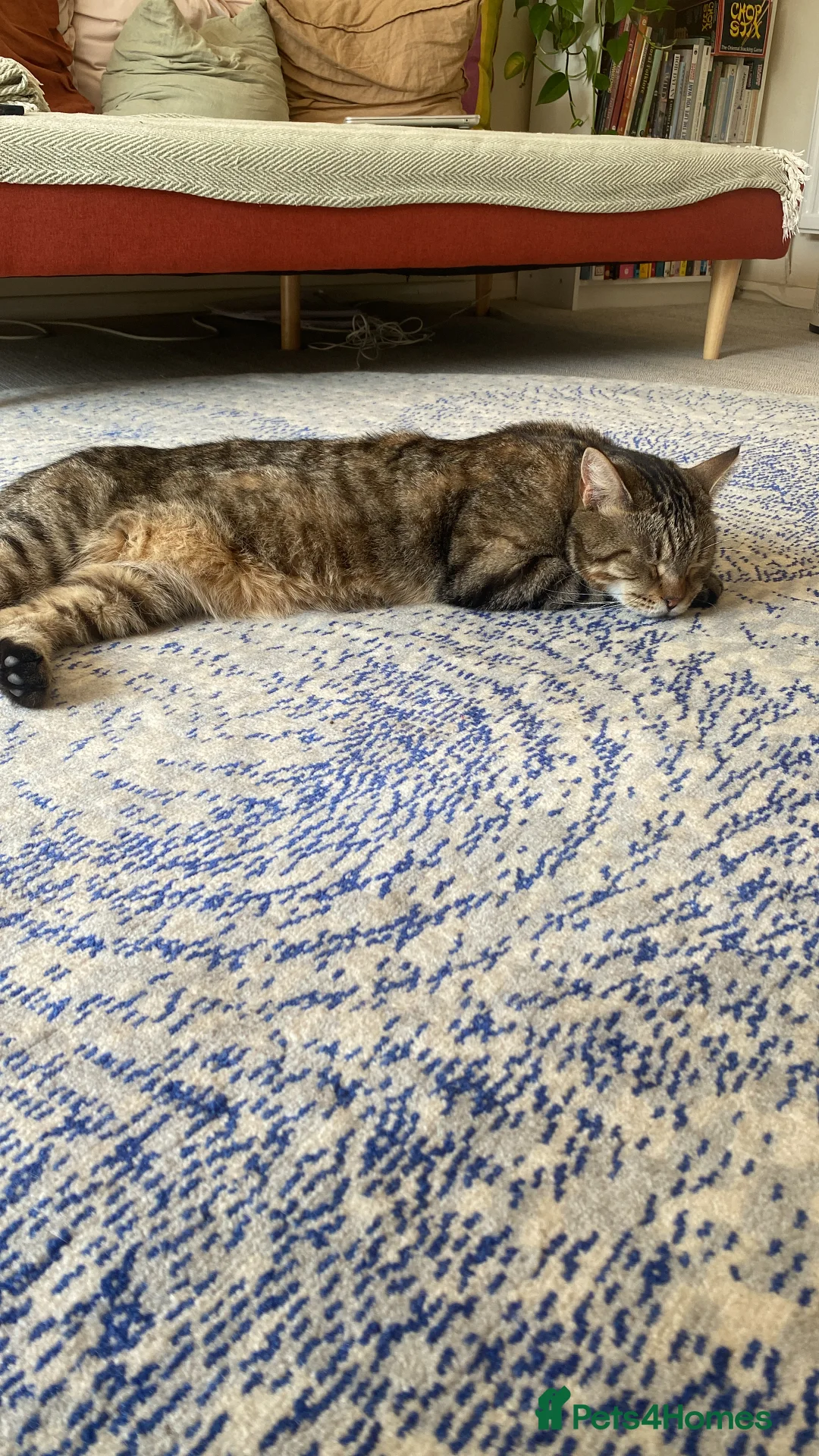 Mixed Breed cats for sale: OBI -Maine Coon/Oriental male cat - Advert 8