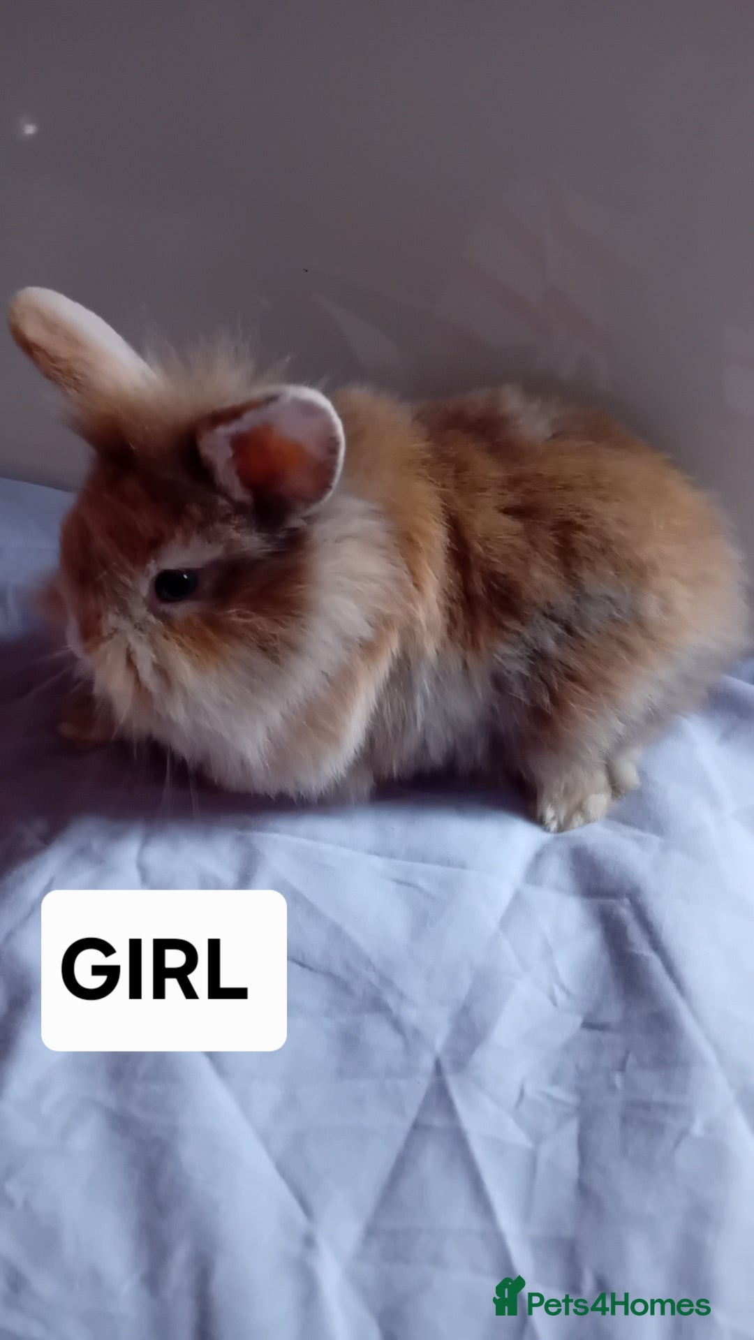 Lionhead rabbits for sale: Pure bred double main Lionhead Rabbits  - Image 9