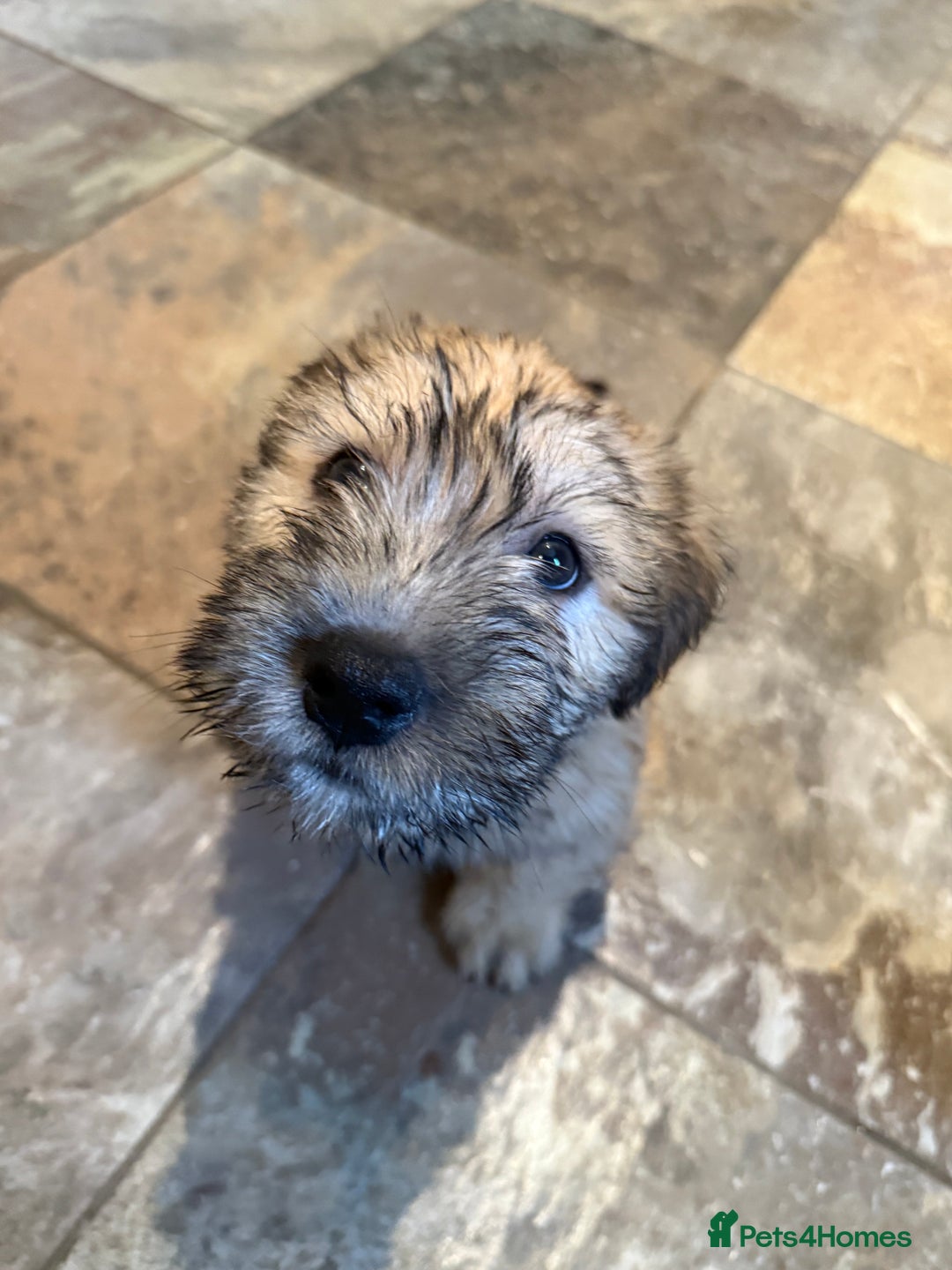 Glen of Imaal Terrier dogs for sale: Glen of Imaal terrier puppies - Advert 30