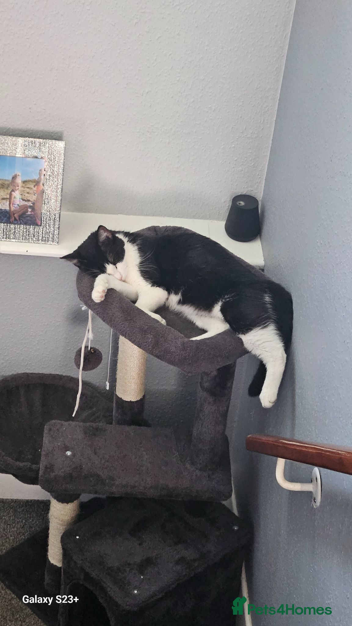 Mixed Breed cats Beautiful female cat looking for a home. - Advert 5