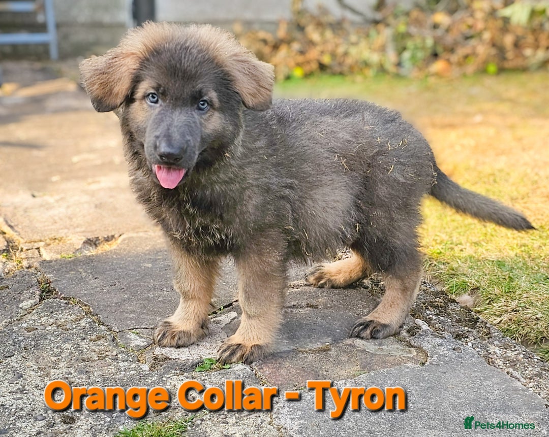 German Shepherd dogs for sale: 🔹️beautiful purebred straight back KC gsp's🔹️ - Image 10