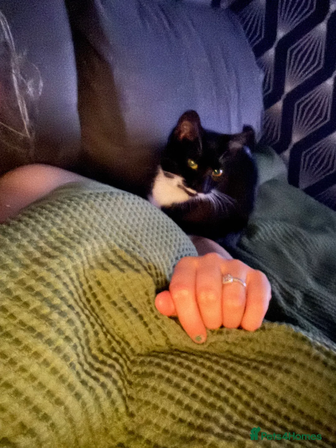 Mixed Breed cats for sale: Black and white cat  - Advert 3