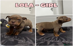 Olde English Bulldogge dogs for sale: Olde English bulldog pups 🐶  - Image 6
