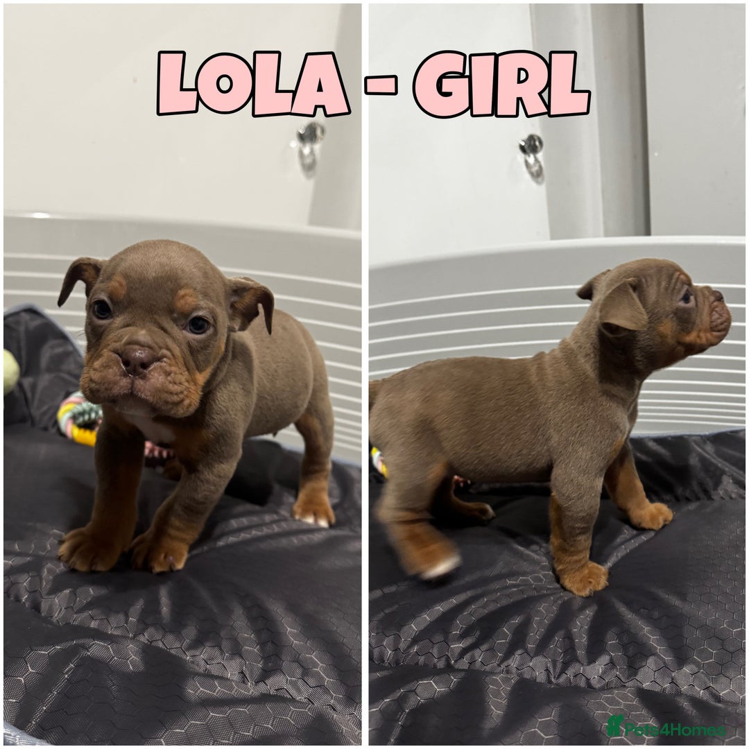 Olde English Bulldogge dogs for sale: Olde English bulldog pups 🐶  - Image 6