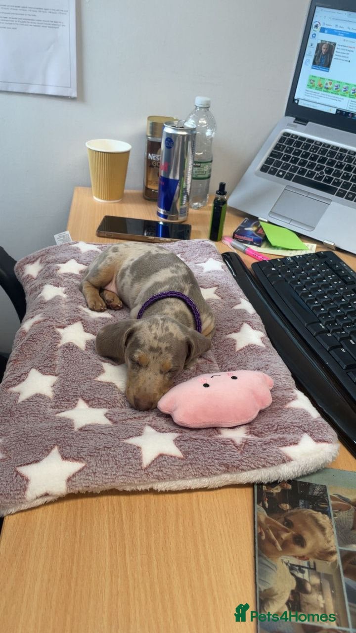 Miniature Dachshund dogs Adorable Miniature Dachshund Puppies - Advert 1