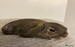 Mini Lop rabbits for sale: Mini lop babies  - Image 9