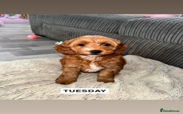 Cockapoo dogs for sale: Cockapoo Puppies for Sale  - Image 2