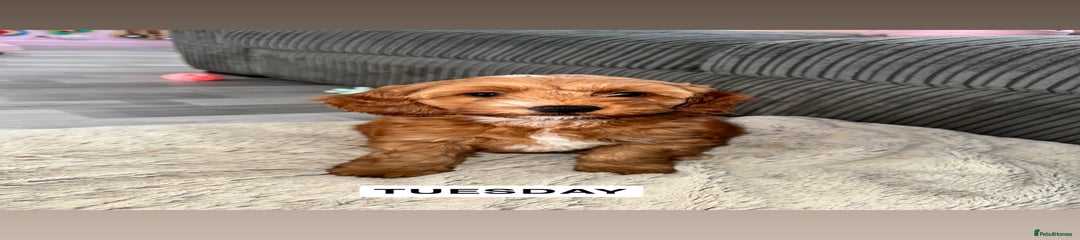 Tuesday